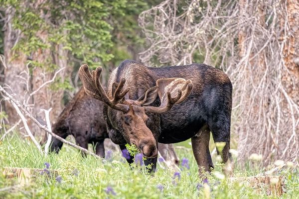 Jaynes Gallery 아티스트의 USA-Colorado-Cameron Pass Shiras moose male and female grazing작품입니다.